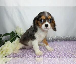Cavalier King Charles Spaniel Puppy for sale in FREDERICKSBG, OH, USA