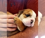 Small Photo #5 Bulldog Puppy For Sale in GRIFFIN, GA, USA