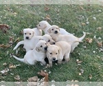 Small Photo #4 Labrador Retriever Puppy For Sale in WATERTOWN, WI, USA