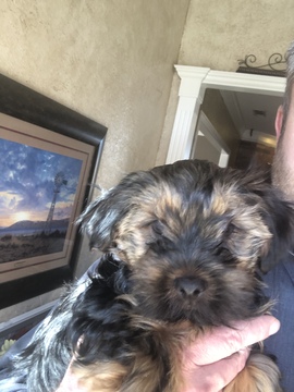 Medium Photo #6 Yorkshire Terrier Puppy For Sale in AMARILLO, TX, USA