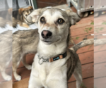 Small #1 Alaskan Klee Kai Mix
