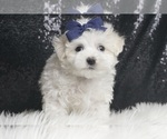 Puppy Artic Maltese