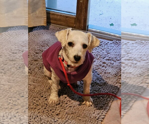 Medium Photo #1  Puppy For Sale in , 
