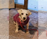 Small Photo #1  Puppy For Sale in , 