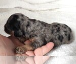 Small Photo #5 Cavapoo Puppy For Sale in CARLISLE, KY, USA