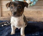 Small Photo #3 Jack Russell Terrier Puppy For Sale in HONEY BROOK, PA, USA