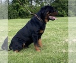 Small Photo #6 Rottweiler Puppy For Sale in LOUISVILLE, KY, USA