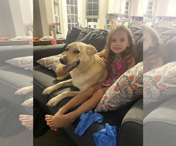 Medium Photo #4 Labrador Retriever-Unknown Mix Puppy For Sale in Arlington, VA, USA