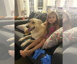 Small #3 Labrador Retriever Mix
