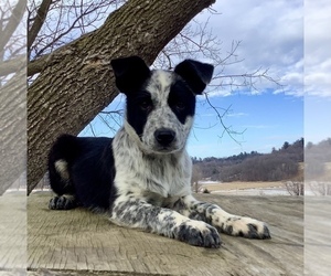 Australian Cattle Dog-Border Collie Mix Puppy for sale in HILLSBORO, WI, USA