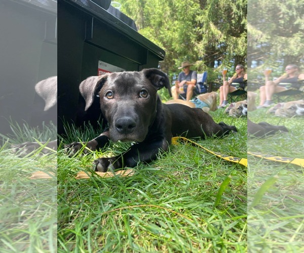 Medium Photo #4 Mutt Puppy For Sale in Derwood, MD, USA