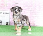 Small Photo #1 Poodle (Toy)-Shiba Inu Mix Puppy For Sale in BEL AIR, MD, USA