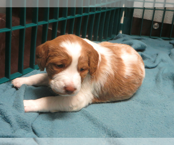 Medium Photo #1 Brittany Puppy For Sale in RAINIER, OR, USA