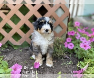 Bernedoodle Puppy for sale in WEST BRANCH, MI, USA