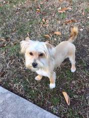 Morkie Puppy for sale in WHITSETT, NC, USA