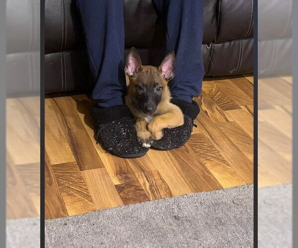 Medium Photo #5 Mutt Puppy For Sale in Imlay City, MI, USA