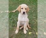 Puppy Missy Golden Shepherd