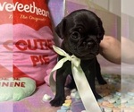 Small Photo #26 Pug Puppy For Sale in MOUNT WASHINGTON, KY, USA