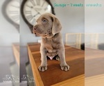 Small Photo #26 Labrador Retriever Puppy For Sale in POCAHONTAS, IL, USA