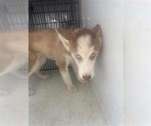 Siberian Husky Dogs for adoption in Houston, TX, USA