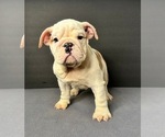 Puppy Scrappy English Bulldog