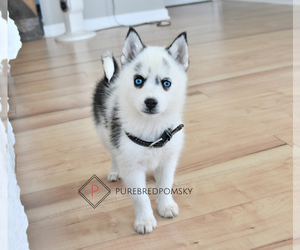 Pomsky Puppy for sale in KANSAS CITY, MO, USA