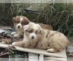 Small Photo #1 Australian Shepherd Puppy For Sale in COLESVILLE, MD, USA