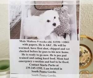Maltese Puppy for sale in PUNTA GORDA, FL, USA