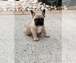 Small Photo #16 French Bulldog Puppy For Sale in FORDS, NJ, USA