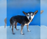 Small #1 Chihuahua