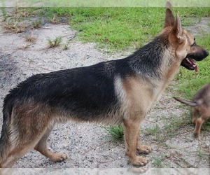 Father of the German Shepherd Dog puppies born on 02/20/2021