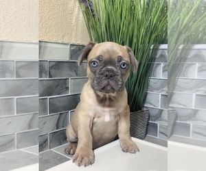 French Bulldog Puppy for sale in LAS VEGAS, NV, USA