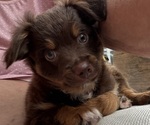 Puppy Choco Miniature Australian Shepherd