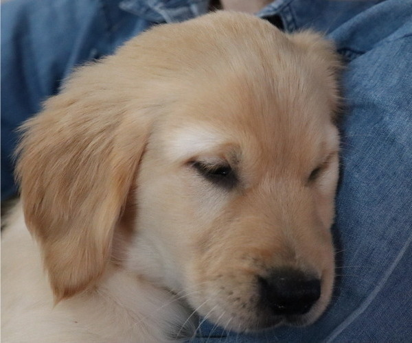Medium Photo #1 Golden Retriever Puppy For Sale in LANCASTER, WI, USA