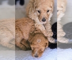 Small #1 Poodle (Standard)