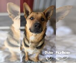 Small German Shepherd Dog Mix