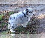 Small Photo #25 Australian Shepherd Puppy For Sale in ACTON, CA, USA