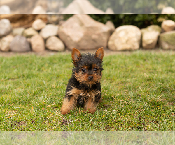 Medium Photo #3 Yorkshire Terrier Puppy For Sale in MILLERSBURG, IN, USA