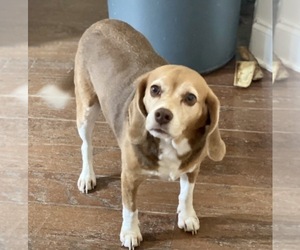 Beagle Puppy for sale in MIDDLEBURG, FL, USA