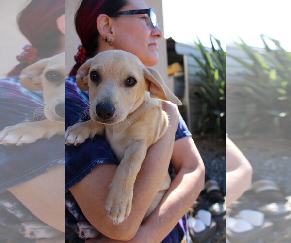 Medium Photo #1 Chiweenie Puppy For Sale in Imperial Beach, CA, USA