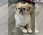 Small #3 Pekingese