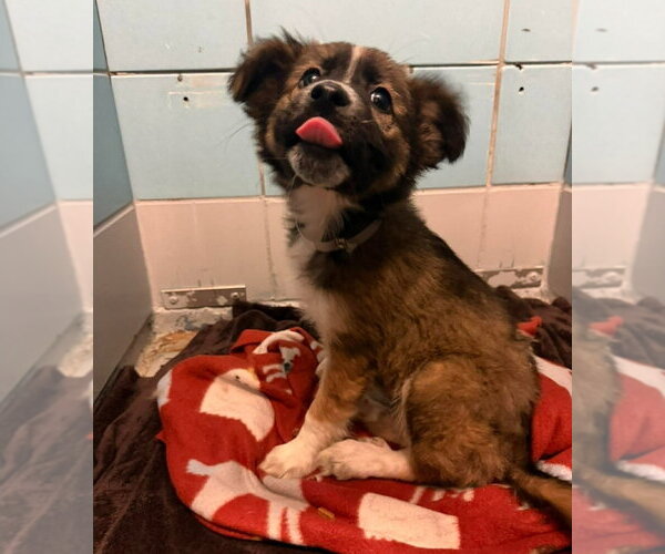 Medium Photo #4 Border Collie-Siberian Husky Mix Puppy For Sale in Lakewood, CO, USA