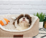 Small #3 Shih Tzu