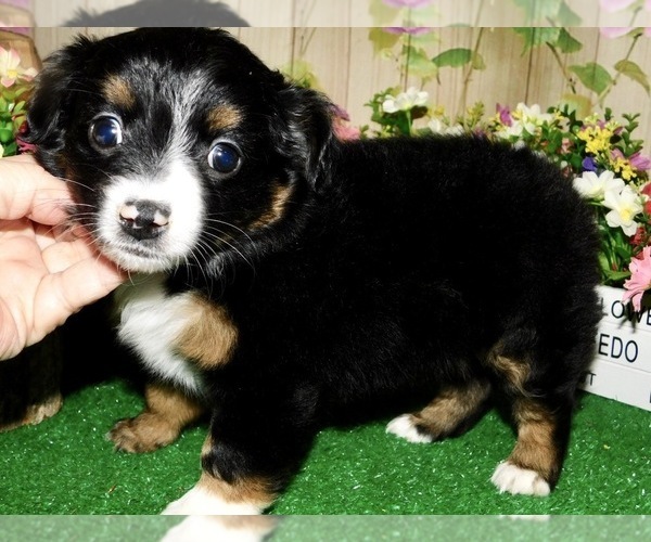 Medium Photo #5 Miniature Australian Shepherd Puppy For Sale in HAMMOND, IN, USA