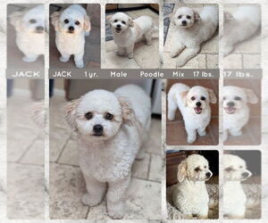 Poodle (Miniature) Dogs for adoption in Mesa, AZ, USA