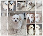 Small Poodle (Miniature)