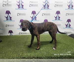 American Pit Bull Terrier-Unknown Mix Dogs for adoption in Orlando, FL, USA