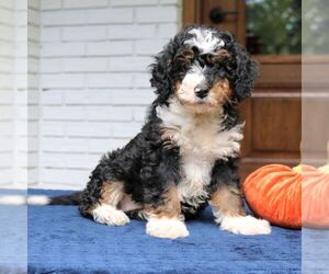 Bernedoodle (Miniature) Puppy for sale in NARVON, PA, USA
