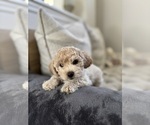 Small #11 Bichpoo