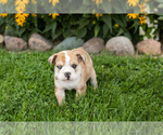 Small #5 English Bulldog